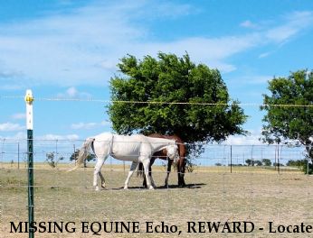 MISSING EQUINE Echo, REWARD - Located 6/20/2019 Near JARRELL, TX, 76537